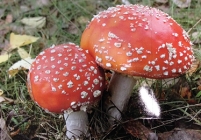 Foto van twee paddenstoelen